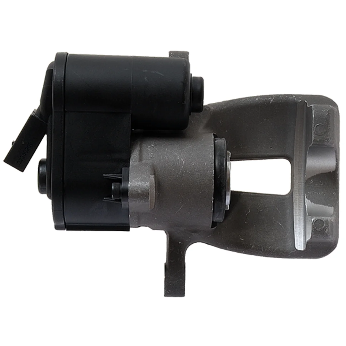 Jarrusatula sopii VW