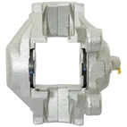 Jarrusatula sopii Mercedes