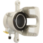 Jarrusatula sopii Mercedes