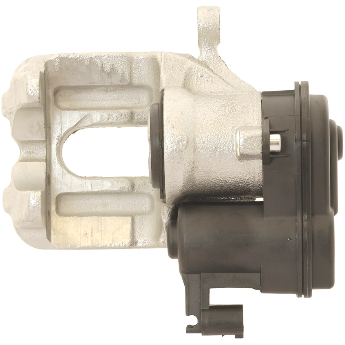 Jarrusatula sopii BMW