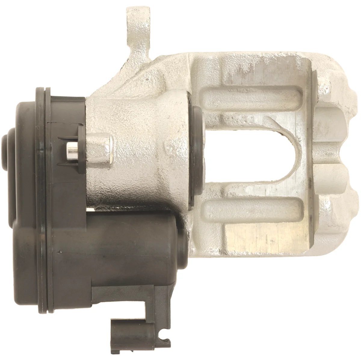 Jarrusatula sopii BMW