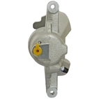 Jarrusatula sopii Toyota