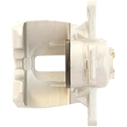 Jarrusatula sopii Ford