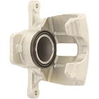 Jarrusatula sopii Ford