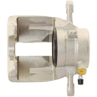 Jarrusatula sopii Mercedes