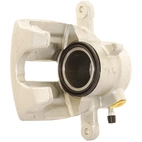 Jarrusatula sopii Mercedes