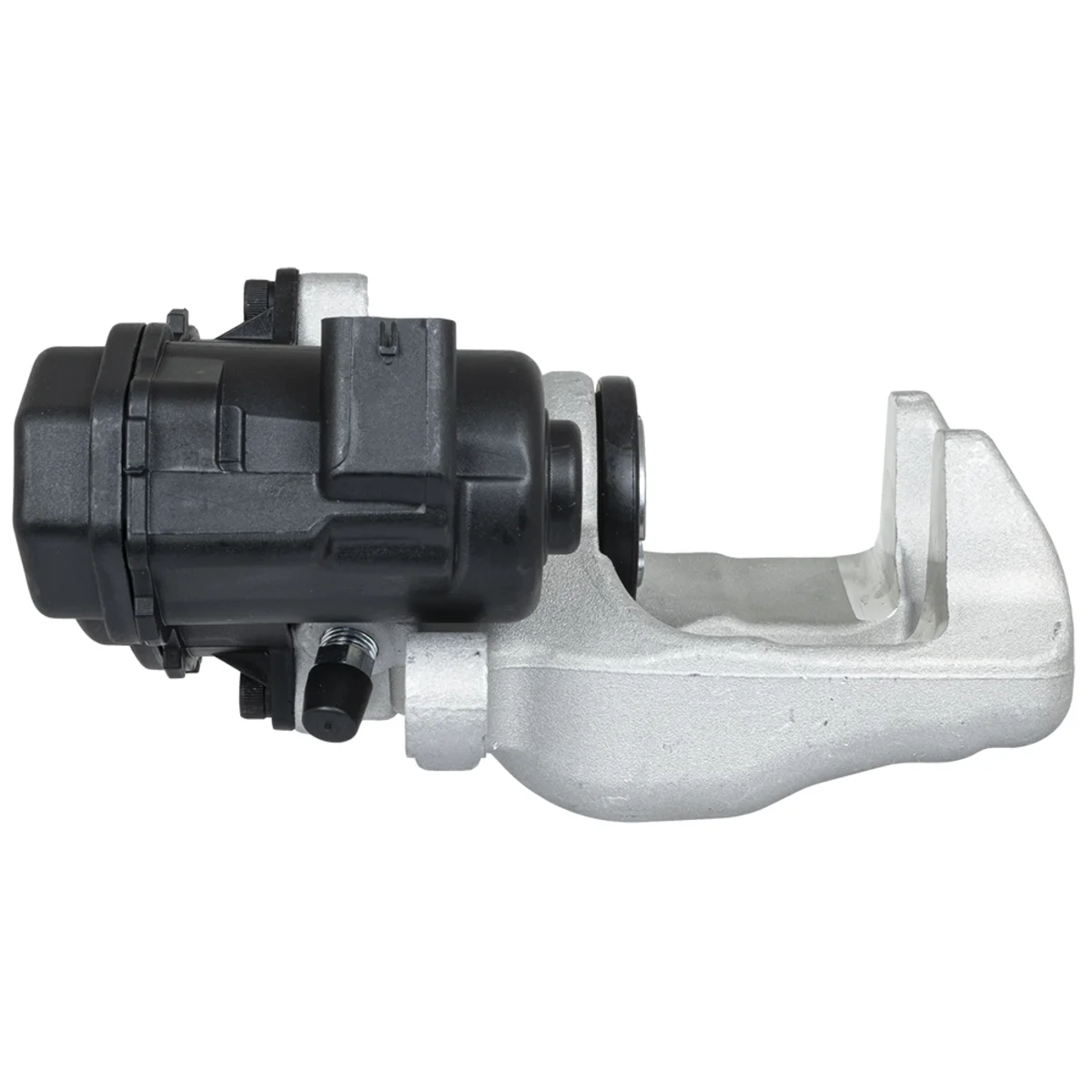 Jarrusatula sopii Mercedes